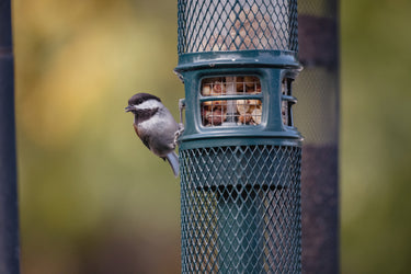 Bird Peanut & Suet Pellet Feeders